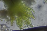 Cephaloziella baumgartneri