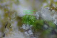 Cephaloziella baumgartneri