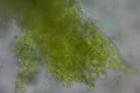 Cephaloziella baumgartneri