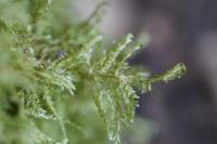 Alleniella complanata