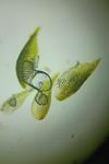 Campylopus pyriformis