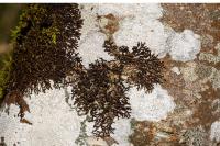Frullania dilatata