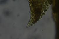 Thuidium tamariscinum