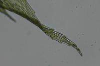 Rhynchostegium megapolitanum