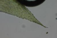 Rhynchostegium megapolitanum