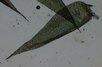 Rhynchostegium megapolitanum