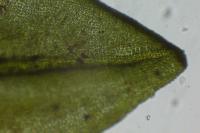 Encalypta streptocarpa