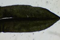 Encalypta streptocarpa