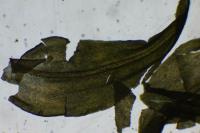 Anomodon viticulosus