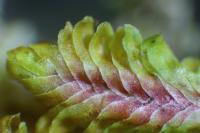 Diplophyllum albicans