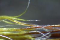 Campylopus introflexus