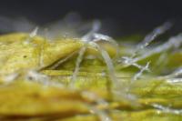 Campylopus introflexus