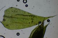 Scleropodium