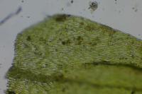 Scleropodium