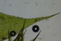 Scleropodium