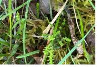Pseudoscleropodium purum