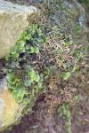 Pellia epiphylla