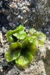 Pellia epiphylla