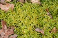 Pseudoscleropodium purum