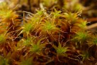 Syntrichia ruralis