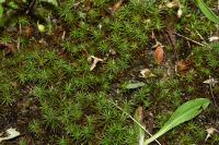 Polytrichum juniperinum