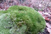 Leucobryum glaucum