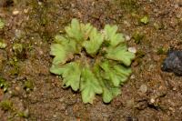 Riccia sorocarpa