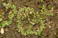 Riccia sorocarpa