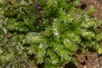 Fissidens taxifolius