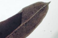 Fissidens taxifolius