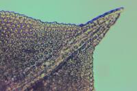 Fissidens taxifolius