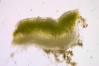 Riccia sorocarpa