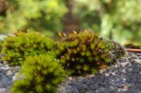 Orthotrichum anomalum