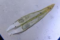 Orthotrichum anomalum