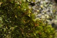 Rhynchostegiella tenella