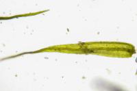 Rhynchostegiella tenella