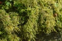 Thamnobryum alopecurum