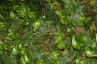 Conocephalum conicum