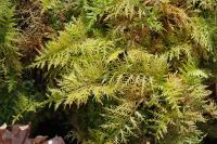 Thuidium tamariscinum