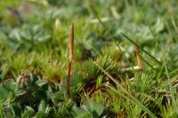 Polytrichum juniperinum