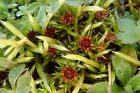 Polytrichum juniperinum