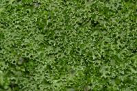 Apopellia endiviifolia