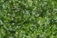 Conocephalum conicum