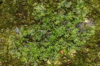 Apopellia endiviifolia