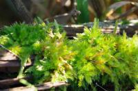 Homalothecium sericeum