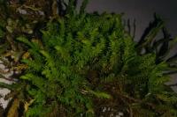 Anomodon viticulosus