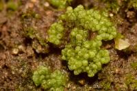 Sphaerocarpos europaeus