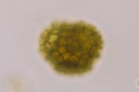 Sphaerocarpos europaeus