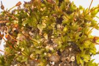 Tortula truncata