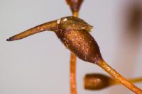 Tortula truncata